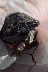 Megatibicen resonans