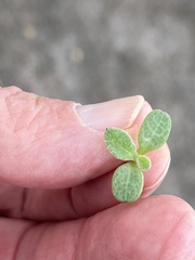 Centaurea melitensis