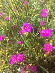 Calandrinia compressa