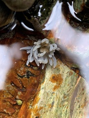 Actiniidae