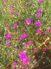 Calandrinia compressa