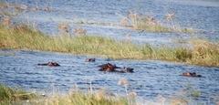 Hippopotamus amphibius