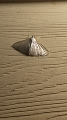 Diaphania costata