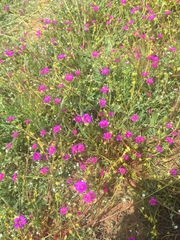 Calandrinia compressa