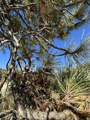 Arceuthobium campylopodum