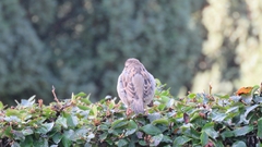 Passer domesticus
