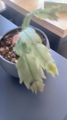 Schlumbergera truncata