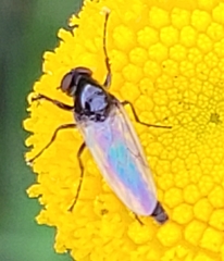 Dilophus