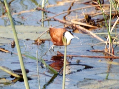Actophilornis africanus