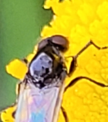 Dilophus