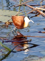 Actophilornis africanus