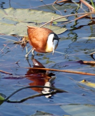 Actophilornis africanus