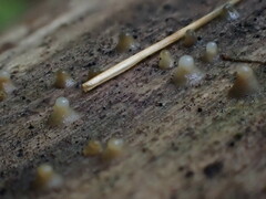 Helicogloea compressa