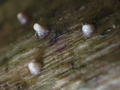 Helicogloea compressa