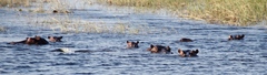 Hippopotamus amphibius