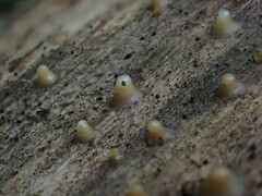 Helicogloea compressa