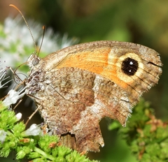 Pyronia cecilia