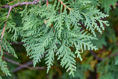 Thuja occidentalis