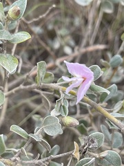 Podalyria hirsuta