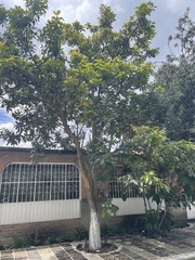 Persea americana