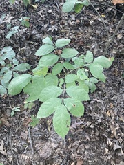 Fraxinus americana