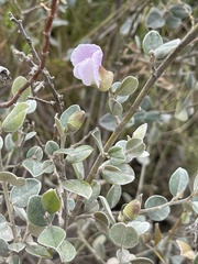 Podalyria hirsuta