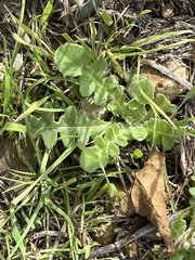Centaurea melitensis