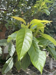 Persea americana