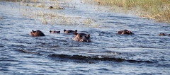 Hippopotamus amphibius