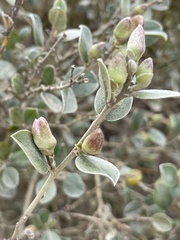 Podalyria hirsuta