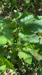 Eriocapitella hupehensis