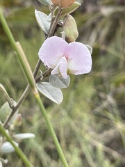 Podalyria hirsuta