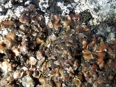 Psora