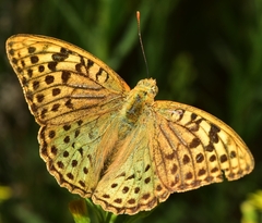 Argynnis pandora