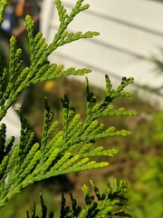 Thuja occidentalis