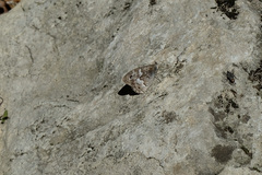 Hipparchia pellucida