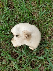 Chlorophyllum