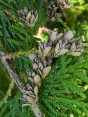 Thuja occidentalis