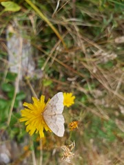 Lambdina fiscellaria