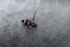 Myennis octopunctata