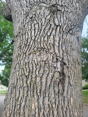 Fraxinus americana