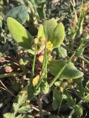 Tetragonia
