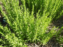 Solidago chilensis