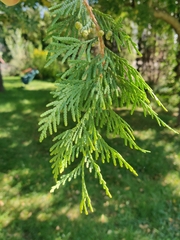 Thuja occidentalis