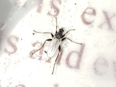 Chersodromia inusitata