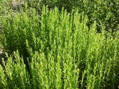 Solidago chilensis
