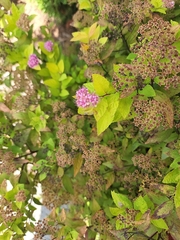Spiraea japonica
