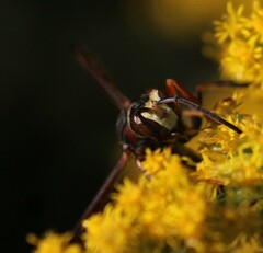 Polistes metricus