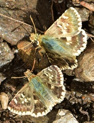 Muschampia proto