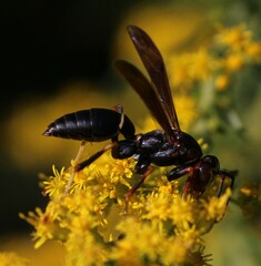 Polistes metricus
